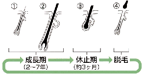 黄金宮画像2