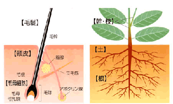 黄金宮画像3