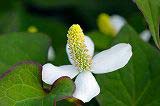 どくだみの花